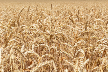 field with ears of grain wheat close up growing, agriculture farming rural economy agronomy concept