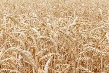 field with ears of grain wheat close up growing, agriculture farming rural economy agronomy concept