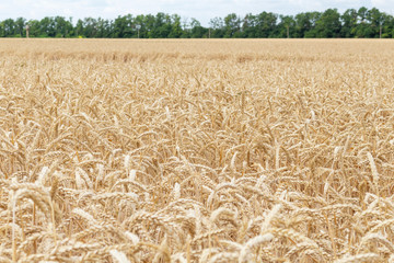 field with ears of grain wheat close up growing, agriculture farming rural economy agronomy concept