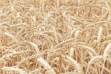 field with ears of grain wheat close up growing, agriculture farming rural economy agronomy concept