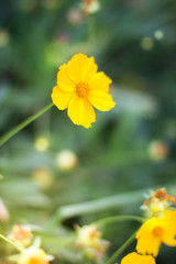Wild flowers close-up in the autumn sunny day