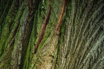 OLD TREE BAR - MACRO