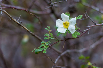 Wild rosehip flower in autumn blurred background