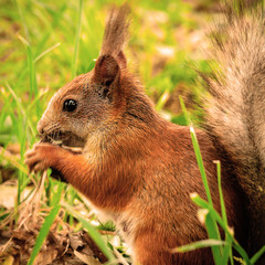 SQUIRREL IN THE FOREST AT COLORFUL green grass background