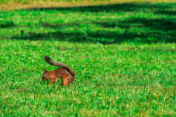 SQUIRREL IN THE FOREST AT COLORFUL green grass background