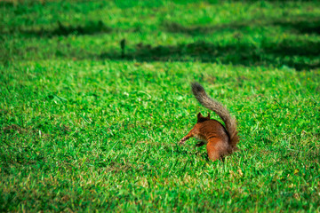 SQUIRREL IN THE FOREST AT COLORFUL green grass background
