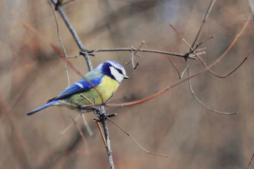 great tit on branch