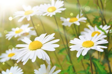 Gänseblümchen - Margeriten Grußkarte Sommerblumen