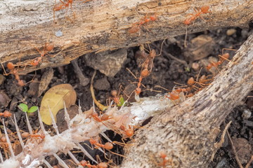 Weaver ants or green ants (Oecophylla) hunting a fish bone, a group of green ants taking a fish bone to the nest.