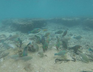 Koh Tao