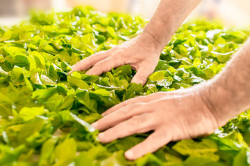 Naklejka na ściany i meble The hands of a man preparing fresh mint leaves to dry on the table. Preparing peppermint for storage.