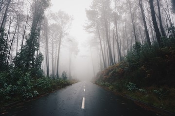 Fototapeta premium Forest road in the morning, trees in the fog around.