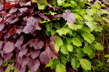 Leaves of a beech hedge, (Fabaceae) hedge, red and green, close-up