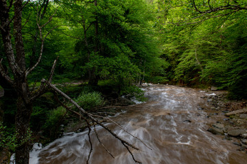 mountain river a lot of greenery and stones
