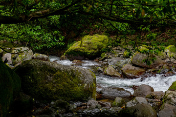 mountain river a lot of greenery and stones