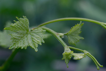 Grape leaves vine branch with tendrils tropical plant isolated on white background, clipping path included