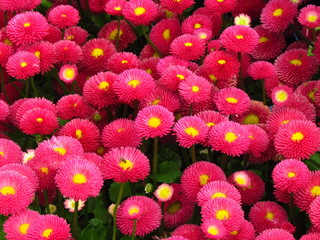 Bellis perennis, red daisy, popular undemanding garden flower, ornamental garden © shalom3