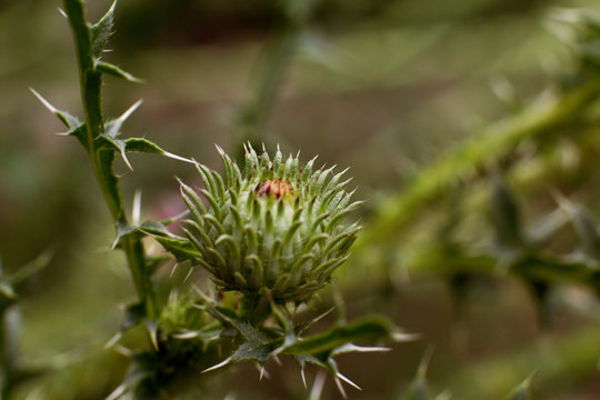 thorny Bud of a Thistle