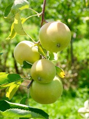 Green Mutsu apples hang from a tree branch in an orchard