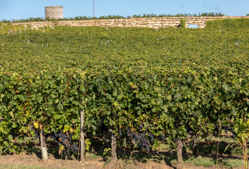Ripe red Merlot grapes on rows of vines in a vienyard before the wine harvest in Montagne. Saint...