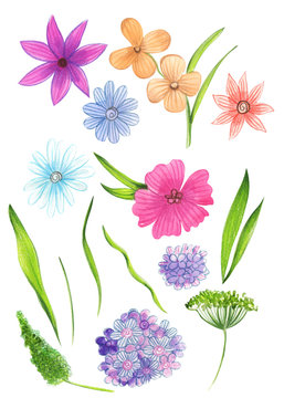 Illustration of watercolor drawing color set of wild flowers with leaves on an isolated white background