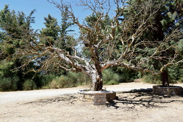 tree in the foerst
