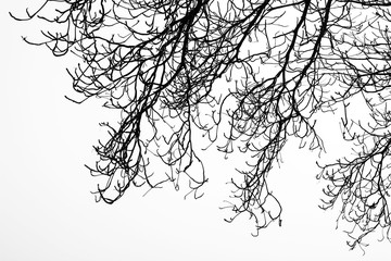 Dry branches on a white background.