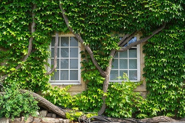 With vine leaves entwined window of an old house