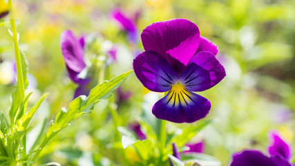 Purple, yellow violets in outdoor nature garden