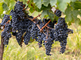 Close up of red merlot grapes in vineyard. St Emilion, Gironde, Aquitaine. France