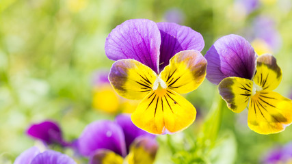 Purple, yellow violets in outdoor nature garden