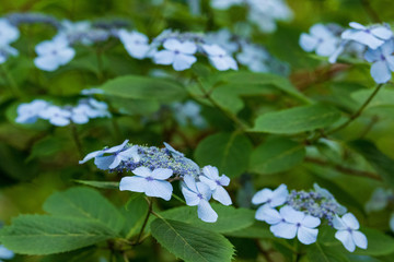 紫陽花