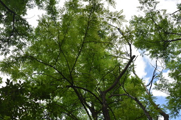 tree in forest