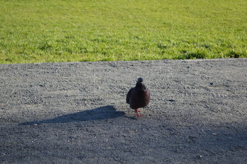 pigeon on the road