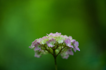 紫陽花