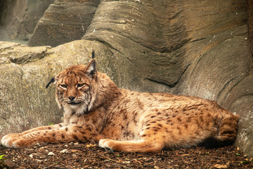 lince © MariCarmen