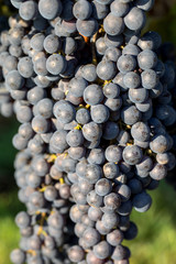 Close up of red merlot grapes in vineyard. St Emilion, Gironde, Aquitaine. France