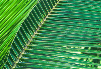 close-up green color coconut leaf