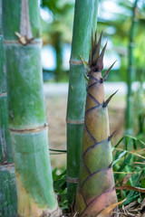 Fototapeta premium Bamboo shoots or bamboo sprouts