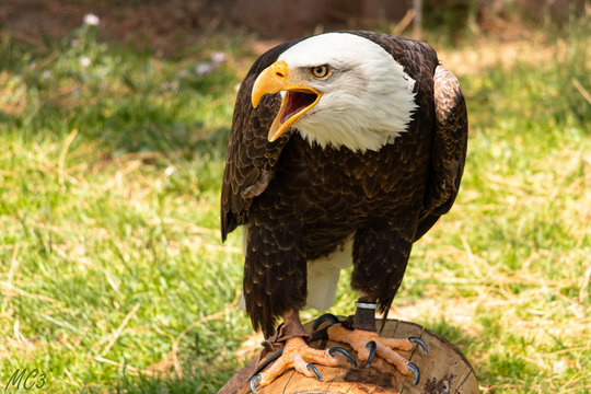 águila