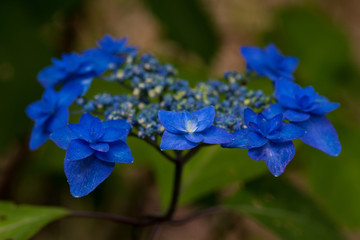 紫陽花