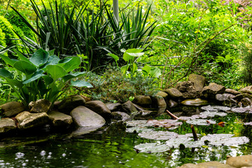 Fototapeta na wymiar Beautiful garden pond with large stones along the banks and a fountain against on blurred background of evergreen garden. On shore of pond grows Hosta Blue Angel. On water leaves of water lilies.