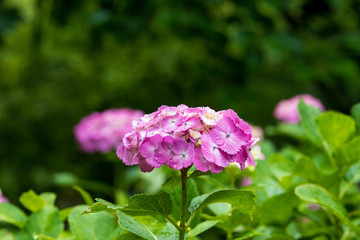 紫陽花