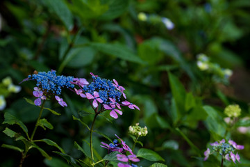 紫陽花