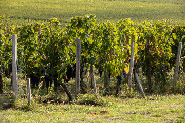 Ripe red Merlot grapes on rows of vines in a vienyard before the wine harvest in Saint Emilion...