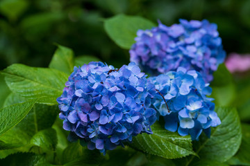 紫陽花