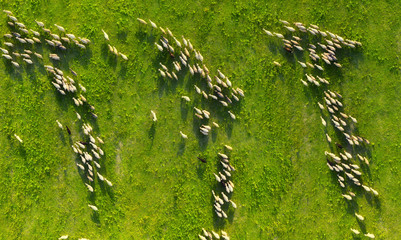 Aerial view at the sheeps herd. Landscape with animals from drone. View from air at the farmland....