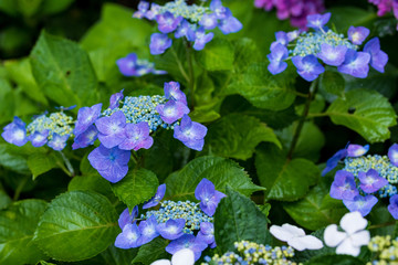 紫陽花