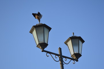 Fototapeta na wymiar street lamp and bird