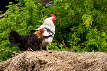 Chicken and rooster for background